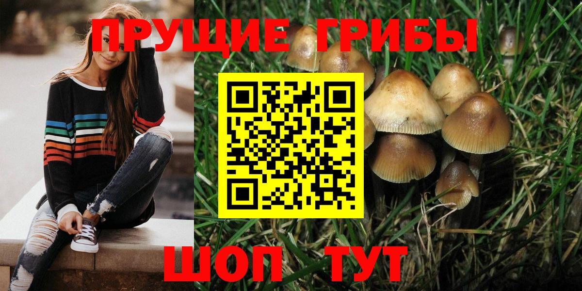 Галлюциногенные грибы Psilocybine cubensis  Псилоцибиновые грибы мухоморы  купить наркоту  Новозыбков 